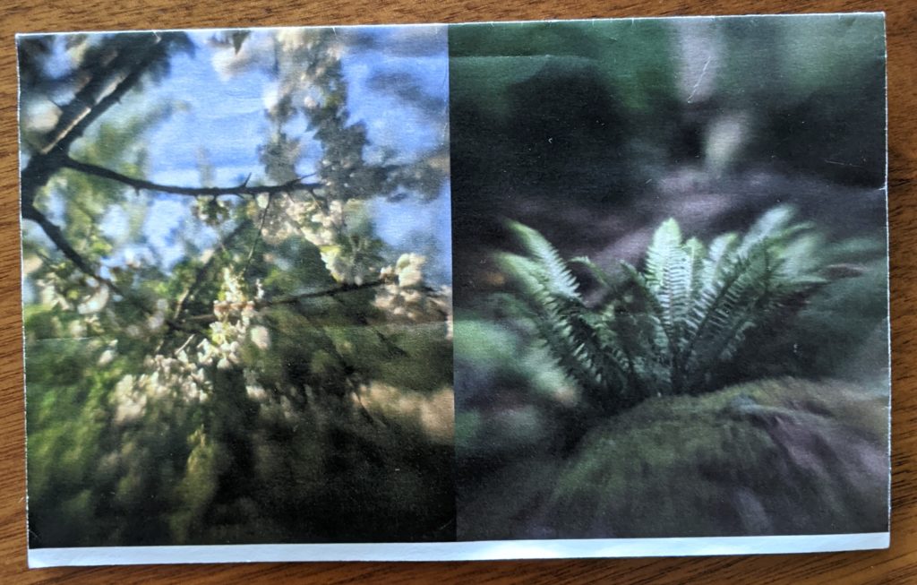 There are two colour reproductions of camera obscura images. On the left is an image of white blossoms on a tree branch. On the right is an image of green ferns in the woods. In both images the sun is illuminating the centre, and the centre of the image is in focus while the rest of the image is blurred.