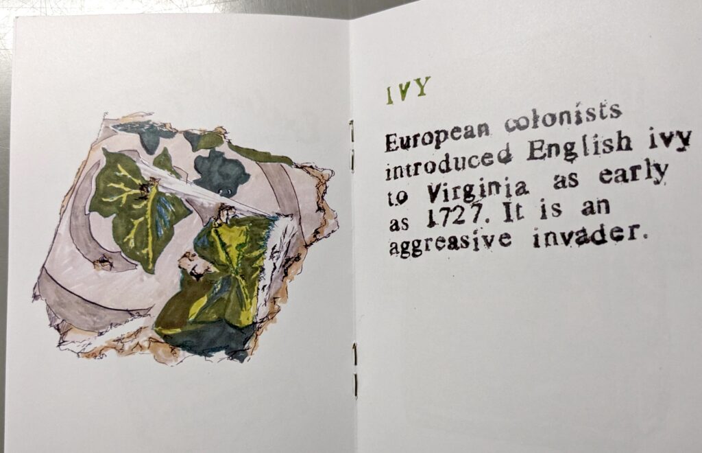 A spread from the artist book "Episodes in two flats and an office" by Sef Penrose. Pictured on the left is a colour drawing of a piece of wall paper featuring fragements of green ivy. On the right, the text appears to be a copy of old news type. It reads, "Ivy - European colonists introduced English ivy to Virginia as early as 1727. It is an aggressive invader."